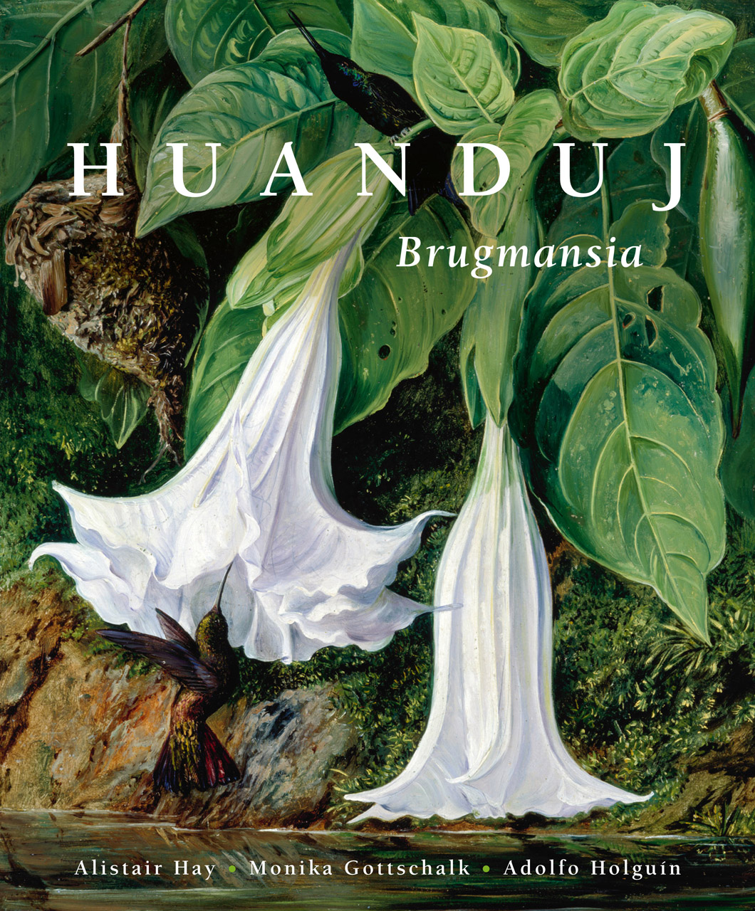 Huanduj Brugmansia Hay Gottschalk Holgu 237 N